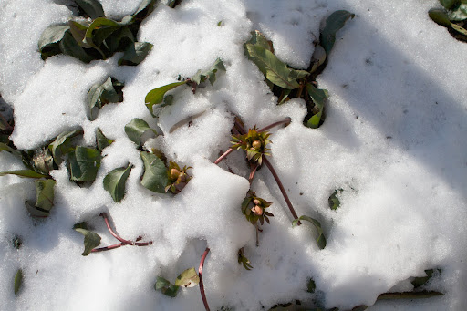There may be snow on the ground, but that doesn't mean that things aren't blooming! These are hellebore plants getting ready to flower.
