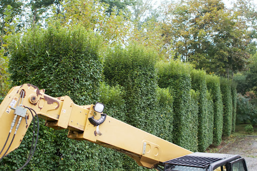 I chose hornbeam for this hedge because it grows rapidly, up to 4-5 feet a year. Privacy from the road was a big concern of mine.