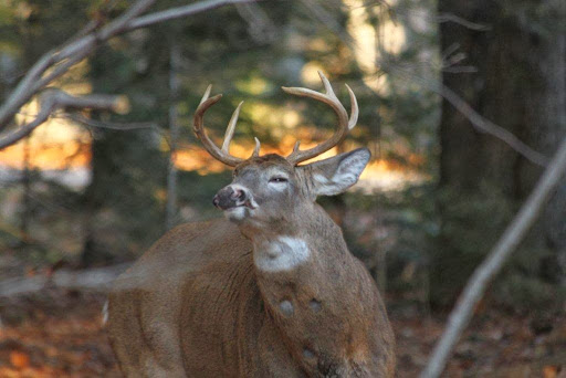 An 8-point buck passing by (white tailed deer) - There was another smaller buck just a few feet away.