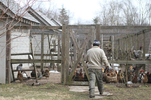 The chickens are free to move about the fenced-in areas throughout the day. The fencing keeps predators out and the chickens in.