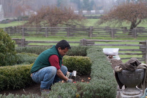 The herb garden had been cut back to make planting easier. Gyurme is a fast digger and planter.