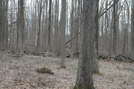 More fallen trees there