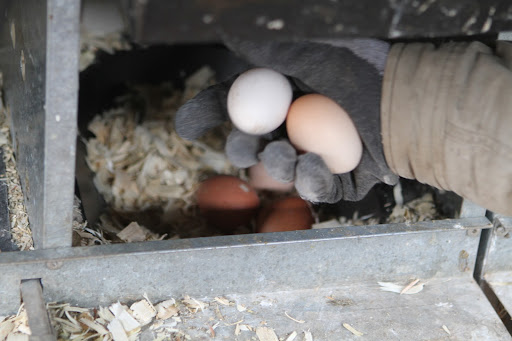 Because the feed is carefully designed for maximum, healthy production all year long, they all have brilliant yellow yolks, thick whites, and hard shells.