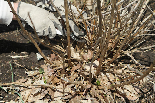 Many hydrangeas bloom on second year growth, so it's important to keep those canes if you want blooms.