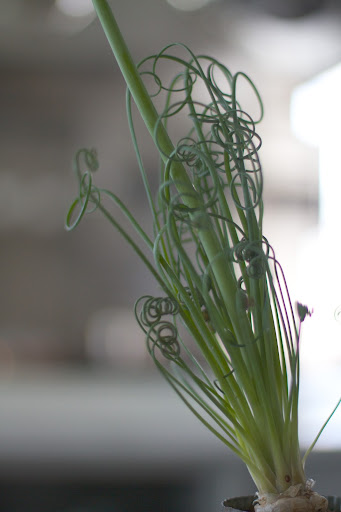 The more sunlight the plant receives when the leaves are starting to grow, the curlier they will be.