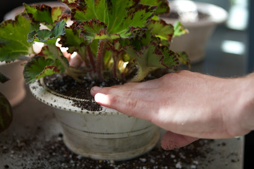 Ryan placed each plant into a pot and covered the roots with potting soil.