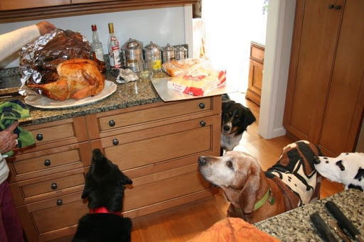 Kathy Staib - How funny is this – it reminded me of the classic movie, “A Christmas Story”!! The dogs were circling!