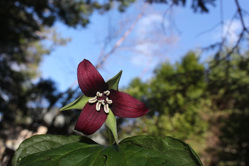 There are so many beautiful wild flowers growing in the surrounding woods. This is a deep red trillium.