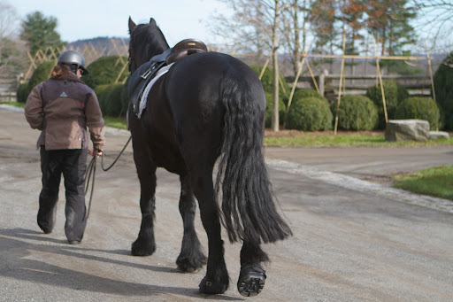 Meindert was spry in his step as he followed Betsy.