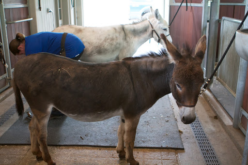 The donkeys, on the other hand, looked slightly skeptical while Linda, the farrier, trimmed their hooves.