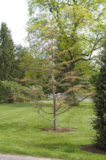 After such a harsh winter, many people complained about winter kill. We lost some trees, and the needles on all of the Atlas cedar turned brown, but thankfully, it looks like they are making a recovery.
