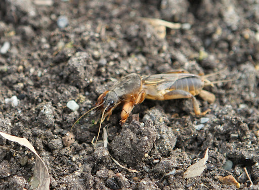 This horrible bug, Gryllotalpa gryllotalpa, commonly known as the European mole cricket. This menace is wide-spread in Europe and now has a strong presence in the eastern United States.