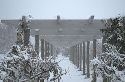 The long pergola