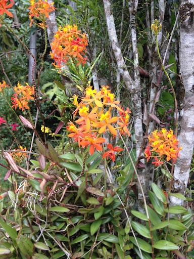 This brightly colored variety of epiphytic orchid is one of many that we saw at the garden. We also saw them on our hikes, growing in the wild on the sides of trees.