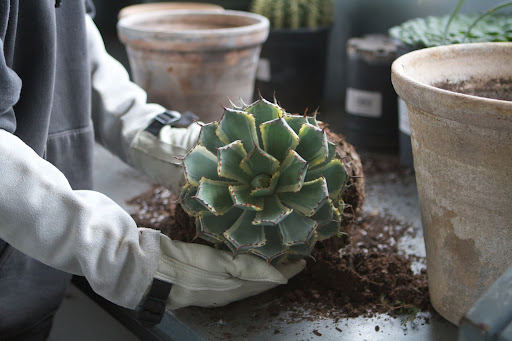 Next came an agave - potatorum 'Kichiokan Marginata'. This is a small growing agave to 12