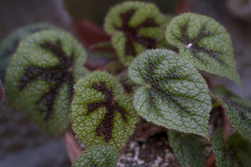 An iron cross begonia