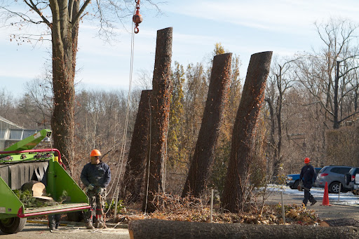 What remains of the magnificent pines looks like a Stonehenge sculpture. It's rather odd-looking now, but come spring, the climbing hydrangea will turn green and it will look like columns of green.