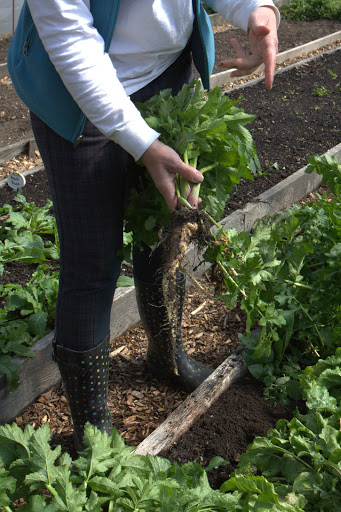 There's also broccoli rabe, claytonia, and parsnips.