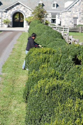 The crew has been busy giving the boxwood shrubs one last pruning, to shape them nicely before covering them over with burlap for the winter.