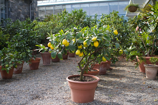 This little Meyer lemon tree is loaded with fruit. Meyer lemons have a sweeter and more floral taste than other lemons and they also have very thin skins, making them difficult to transport and store. It's a real treat to be able to grow my favorite lemon.