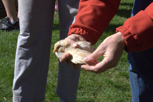 Susan taught them about feathers and how a chicken changes throughout its life.
