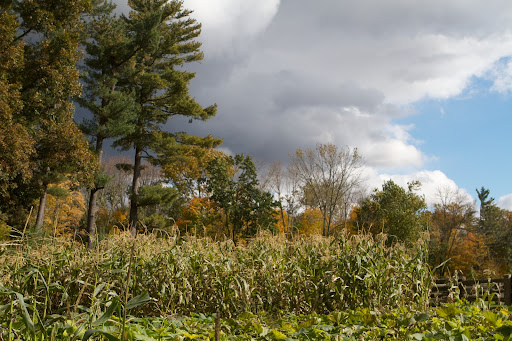 The popcorn patch has yet to be harvested.