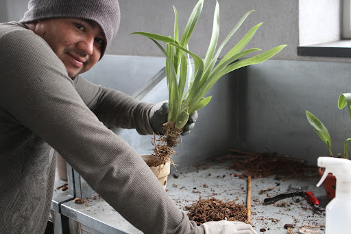 When all the phalaenopsis were completed, Wilmer, Ryan's right-hand-man, went to work on the oncidium section. Like phalaenopsis, oncidium are epiphytic, meaning they grow on rocks or in trees - never in the ground.