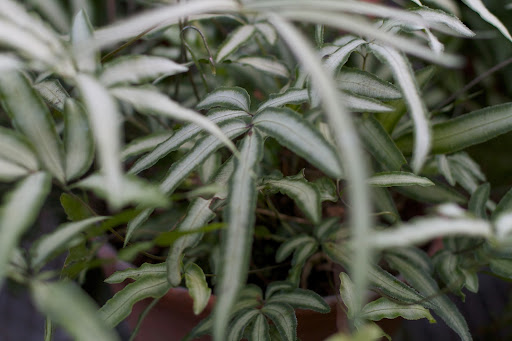 A variegated pteris fern
