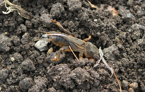 Although they feed primarily on other insects and earthworms, their tunneling is very disruptive to root systems, not to mention the giant holes they make in root crops, like potatoes.