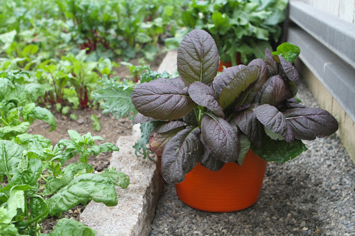 These purple leaves are Japanese mustard greens. Like other brassicas, mildly spicy mustard greens are quite valuable nutritionally, containing large numbers of essential vitamins and minerals.