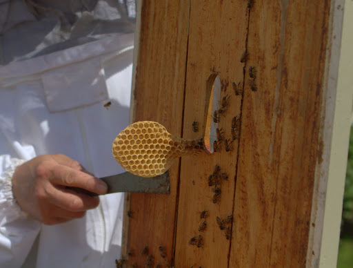 Introducing a queen into a hive requires removing a frame to accommodate the queen cage. The bees fill up that space by building burr comb, which is easily scraped away with a hive tool. When the queen cage is removed, the frame is replaced.