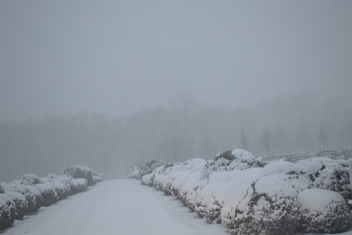 This heavy snow can really damage the foliage, the shape of the bush, and even break branches. Burlap prevents that from happening.