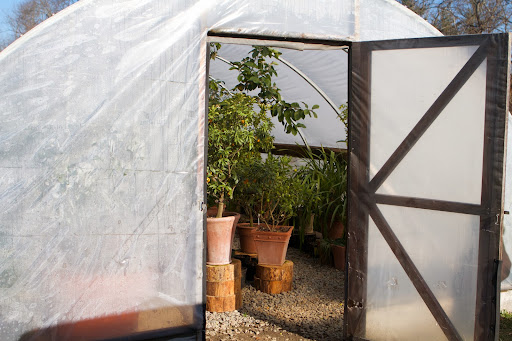 Let's have a look inside the citrus hoop house, which, by the way, is fragrantly sweet-smelling. I picked lots of lemons, limes, and oranges the other day.