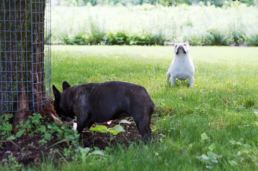 On this edition of the Daily Wag, it is revealed which of the two Frenchies gets a little carried away when chasing prey.
http://dailywag.marthastewart.com/2013/06/how-strong-is-your-prey-drive.html