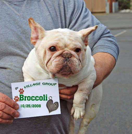 Broccoli at intake - My name may be Broccoli, but I'm not as healthy as I should be, yet I need to get the medical examination, heart-worm check, and vaccinations. A pedicure would be a dream too!