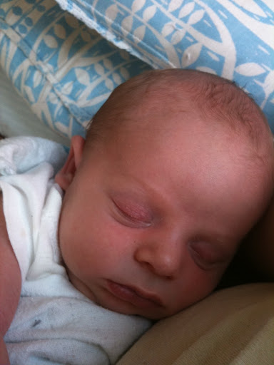 Finch at 2 weeks old