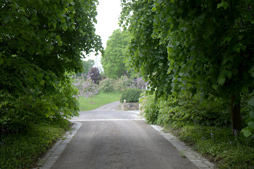 A view of the Paulownia grove through the linden allee - The linden foliage was very heavy with moisture.