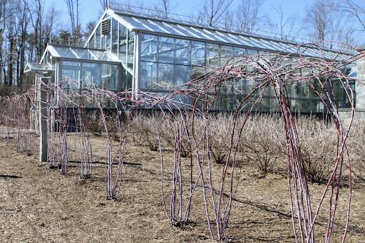 Just outside the greenhouse is the berry patch - currants, gooseberries, raspberries, and back raspberries. The black raspberries have recently been tied and neatly secured to their wire supports.
