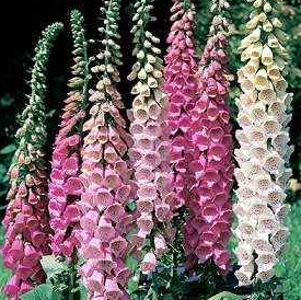 Lovely foxglove is a biennial, forming a rosette of leaves the first year and a flower spike the second. The flowers are numerous, ranging from lilac to various shades of pink.