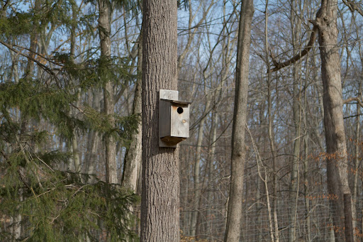 This is an American Kestrel nesting box, North America’s littlest falcon. It is about the size and shape of a morning dove but this bird is an intense hunter. The nesting box has an internal perch so mother and young can keep an eye out for their next meal
