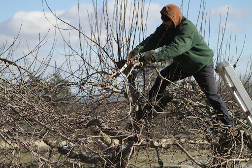 In the springtime, apple trees flower and produce fruit on long-lived, stubby twigs called spurs, often referred to as old wood.