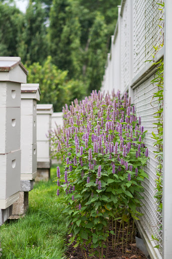 Behind the bee hives is anise hyssop, whose soft, anise-scented leaves are used as a seasoning, as a tea, and in potpourri. Bees love the purple flower spike and they make a light fragrant honey from the nectar.