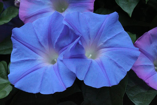 Fortunately, the group were able to witness them in full bloom. I love the gentle touches of purple on the edges of some of the flowers.