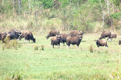 After a day off to relax, we headed back into Periyar Tiger Reserve for the Tiger Trail, a one-and-a-half-day trek that would have us camping for a night in the park. On our way to camp we spotted a large herd of Guar, or bison.
