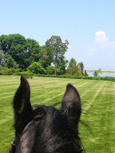 I mentioned that Betsy and the horses stayed at Spy Coast Farm the night before the Vineyard Ride. Located on Strong’s Neck in Setauket, New York, this magnificent farm overlooks Long Island Sound. Betsy took this photo while exercising Rinze.