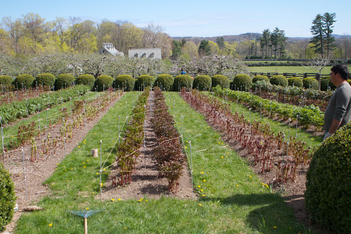 You can practically see the herbaceous peony beds growing inches every day. Many are tall enough to require their string supports.