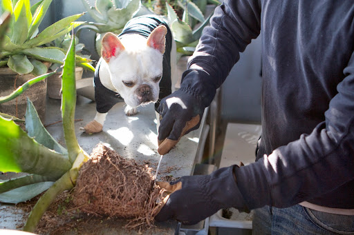 After trimming away any unsightly leaves, Ryan trimed the roots with a sharp knife and loosened them up.