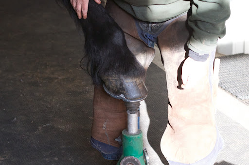 For the next step, Linda lifts the hoof and rests it on a hoof jack.