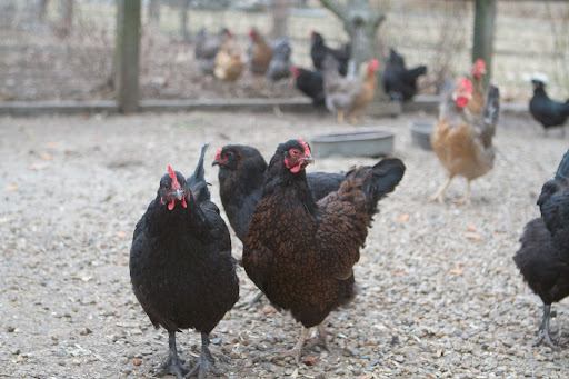 I raise chickens for the eggs, but I also like that they allow me to practice animal husbandry on a modest, manageable, and relatively inexpensive scale.
