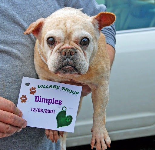 Dimples at intake - Being a Mom, I could really use a spa treatment, manicure, bath, and nose butter. My foster Mom says, medical exam, heart-worm and vaccinations. Same for my little girl Butter. She's a good egg and letting us go together would sure make me smile!